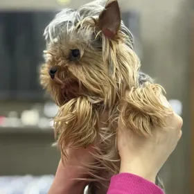 Йоркширский тойтерьер