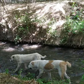 Onaly boş yer aljak