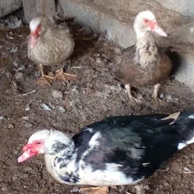 индевутга   газ