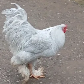 brama lawanda horaz 11 aýlyk 2