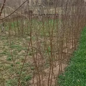 Шепдалы Нахал