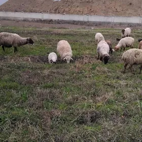 Guzly goÿun we Bogaz goÿun