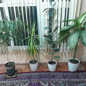 Фикус Али, Драцена, диффенбахи