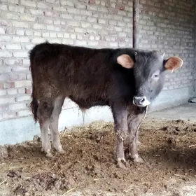 Öküz Arassa Şiwet