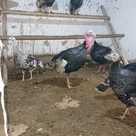 Induk Abmen Mäki bilen