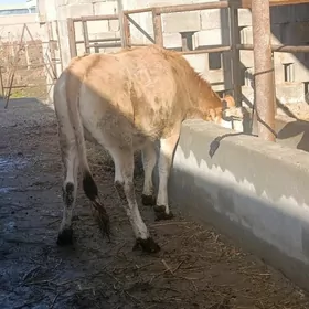 bakylan gibirit tuwe