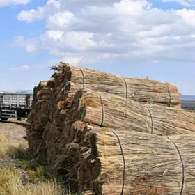 Gamyş jayin üstü üçin