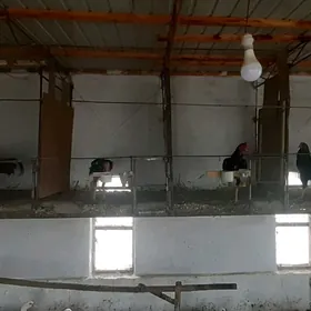 байсог хоразлар