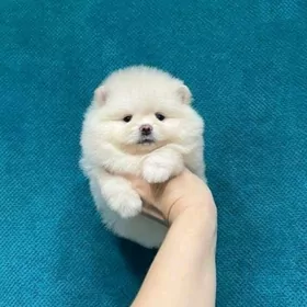 померанские шпицы