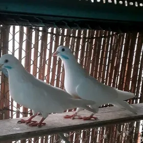 Kepderi.голубь