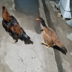 партизан  обасы