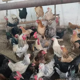 Büroler paroda arginal 