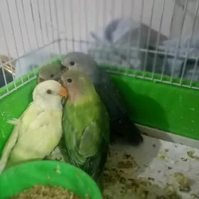 неразлучник popugay