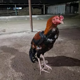 байсов хораз