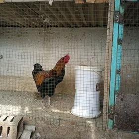 gigant baýsok gatylan horaz