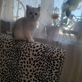 шотландские котята