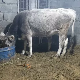 bakda duran goleli sygyr