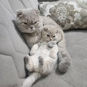 Шотландские котята