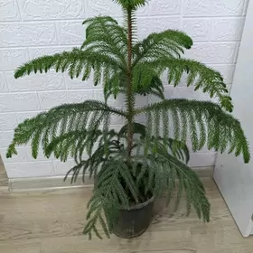 АРАУКАРИЯ ЁЛКА