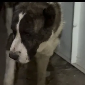 ищу собаку вознаграждение