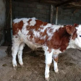 Ariginal Simental öküz