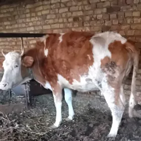 сментал сыгырсментал инек