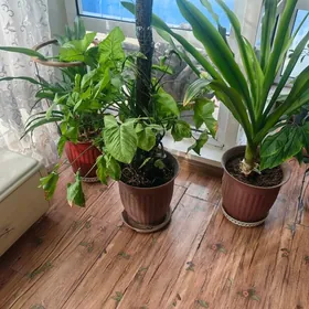 цветы комнатные