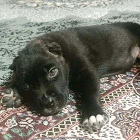 Кане Корсо клубные щенки 🦮