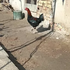 хораз местный