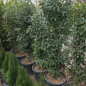 Bruçina Бручина