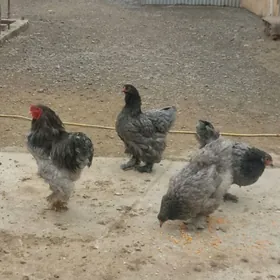 brama blu we  motled yumurtga