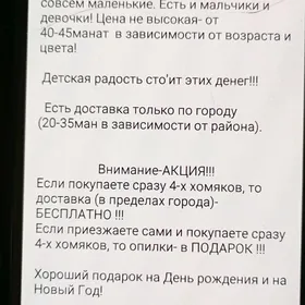 Хомяки, öý syçany