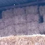 бугдай саман