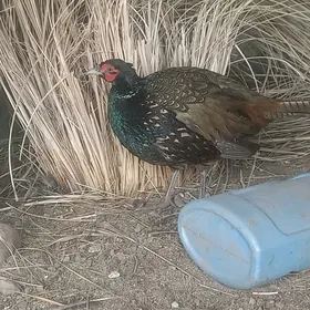 SULGUN YAWANY DAL DASYNDAN GEL