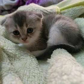 Shotland wislouhi shinshilla