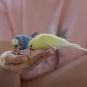 Gus we setklar sowgatlyk gus