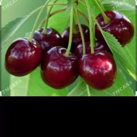 Sapma nahallar çereşni