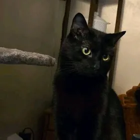 pishik arassaja sagdynja