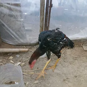 Taşgent towuk ördek jüje horaz