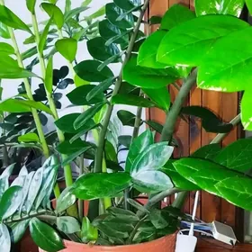 долларовое дерево