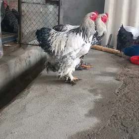 yumurtga barama arginal tohum