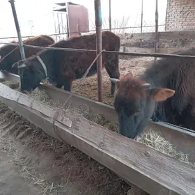 ГУЛАЖЫНЛАР