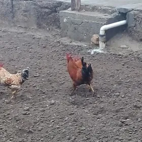 месни хораз