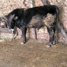 2 yaşan baklgy okuz