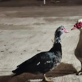 erkek indawutga ordek