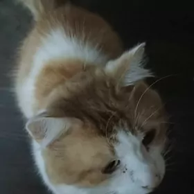 Кот ищет новый дом