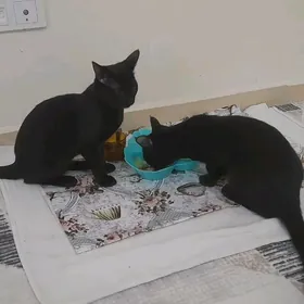 pisik pisikler кошки