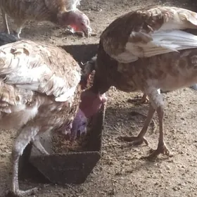 порода индюк