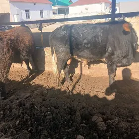 окуз гачарлар