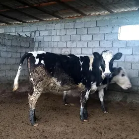 GALIŞDEÝIN GARA ALA TÜWE